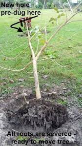 However, in order to understand what makes. How To Transplant A Fruit Tree In 4 Easy Steps Self Sufficient Me