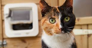 Here john bradshaw, author of cat sense (basic books, 2013). Poisonous Plants And Cats What You Need To Know Wood Green The Animals Charity
