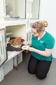 Kc cat clinic 7107 main st. About Us Cambridge Cat Clinic