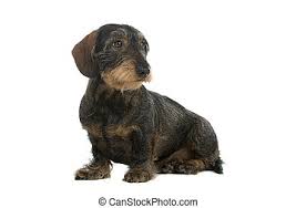 You can expect to pay between $500 and $3,500 for a wire haired dachshund puppy. Wire Haired Dachshund Dog Sitting And Looking At Side Canstock