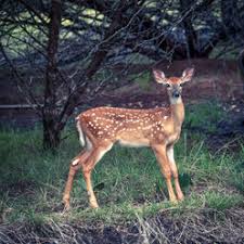 A whitetail deer doe stands in a bean field during late summer. Whitetail Deer Fawn Young White Tailed Deer Odocoileus Virginianus Texas Usa Stockphoto
