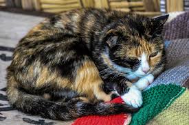 Treatment can also begin if necessary. What Are The Signs Of Stroke In Cats And How Is It Treated All To Do With Cats