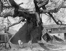 Ceiba Nassau Tree Since 1900 Garden Tours European Garden Green Landscape
