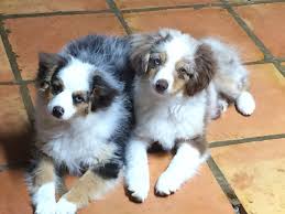 Australian shepherd puppies austin texas. Miown Miniature Australian Shepherd Puppies Home Facebook