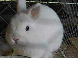 Check spelling or type a new query. à¸à¸£à¸°à¸• à¸²à¸¢ à¸à¸£à¸°à¸• à¸²à¸¢à¹à¸„à¸£à¸° à¹à¸¥à¸°à¸à¸²à¸£à¹€à¸¥ à¸¢à¸‡à¸à¸£à¸°à¸• à¸²à¸¢ à¸à¸£à¸°à¸• à¸²à¸¢ Nd Netherland Dwarf Rabbit