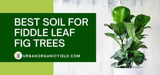 Fiddle leaf figs are popular houseplants with large, bright green leaves that brighten almost any space. Soil For Fiddle Leaf Fig Trees Urbanorganicyield Com