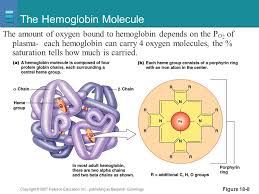 Increased affinity is caused by a conformational change, or a structural change in the hemoglobin molecule. Gas Exchange And Transport Ppt Download