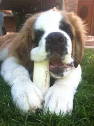 Black And White St Bernard Puppy Saint Bernard Puppy St Bernard Dogs Bernard Dog St Bernard Puppy