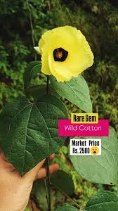 Image result for Azanza lampas