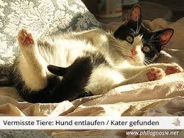Vermisste Tiere Hund Oder Katze Wiederfinden Philognosie Tiere Hund Hunde Tiere