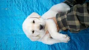 Heads will turn ,there will will be lots of compliments, be ready to make lots of friends,and. Akc English Registered White Labrador Puppies For Sale In Delta Colorado Classified Americanlisted Com