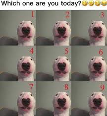 How Are You Feeling Today Meme Google Search Today Meme Memes Animals