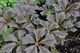 Image result for Launaea rogersii