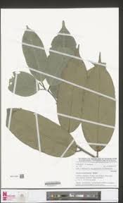 Image result for Afrostyrax