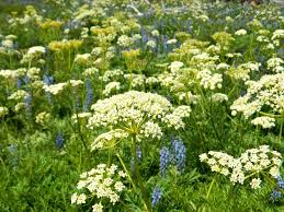 Image result for Afroligusticum runssoricum