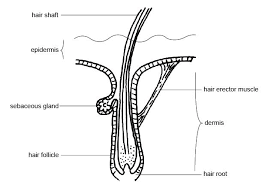 Though, ageing is the primary reason of grey hair but premature greying of hair in early 20's or 30's is now common. File Anatomy And Physiology Of Animals A Hair Jpg Wikibooks Open Books For An Open World
