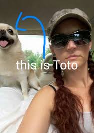 Lost my dog almost two years ago in Wasco, if you call him "Ice Cream" and  he listens, that's him, I'm offering $500 just to know if he's alive and  ok, get