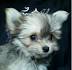 Chihuahua Maltese Mix (Malchi) - Breed Information And ...