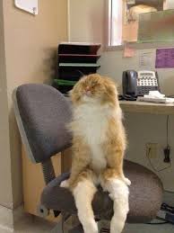 Monday Kickstart A Collection Of Cats Sitting In Funny Poses Funny Cats Cat Memes Funny Animal Pictures