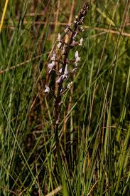 Image result for Disa aconitoides