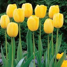 Sun Gold Jumbo Perennial Tulip Golden Tulips Breck S Bulb Flowers Planting Bulbs Tulips