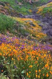 Lake elsinore diamond, also referred to as storm stadium, is a baseball park in lake elsinore, california. 900 Aesthetics Ideas In 2021 Pretty Places Aesthetic Pictures Nature Aesthetic