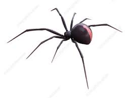 Male and female black widows look different. Black Widow Spider Keyword Search Science Photo Library
