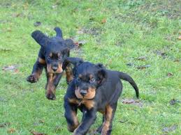 welpen hunde bilder gordon setter welpen hunde zucht hunde welpen setter hund hunde