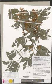 Image result for Indigofera paracapitata