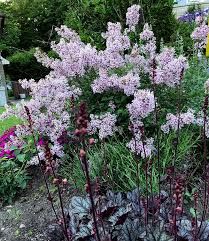 Bloomerang dark purple reblooming lilac blooms in spring like traditional lilacs, then reblooms in summer and will add beauty and fragrance to gardens from spring to fall. Tips For Pruning Lilacs To Encourage Blooms For Next Year