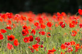 In the myth of anzac, military achievements are exalted above civilian ones; Lest We Forget Anzac Day 2018 Haka Tours Blog