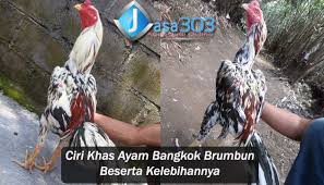 Pin Di Sabung Ayam Online