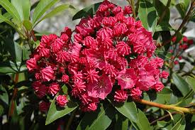 Image result for Loxogramme latifolia
