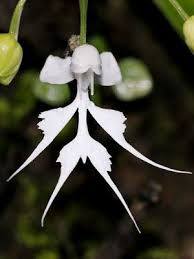 Image result for Habenaria adolphi