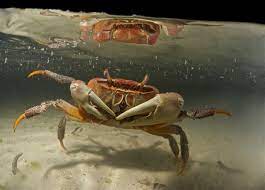 Do You Know What Crabs Eat Find Out Now Animal Sake