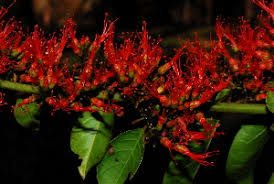 Image result for Combretum paniculatum