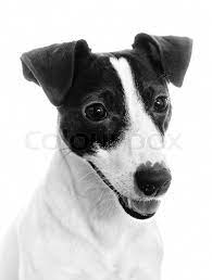 The jack russell chihuahua mix has a short dense coat. Portrat Von Jack Russell Terrier Stock Bild Colourbox