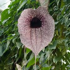 Image result for Aristolochia heppii