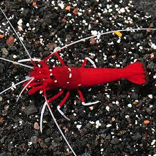 Blood Red Fire Shrimp Saltwater Aquarium Shrimp For Marine Reef Aquariums