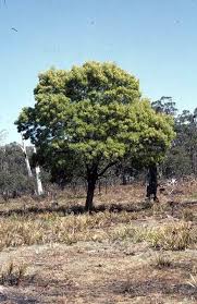 Image result for Acacia melanoxylon