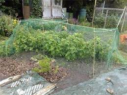 filet sur les framboisiers verger recolte deco jardin