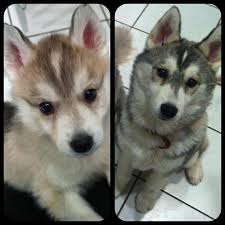 pomsky puppies lovers all pomsky puppies info picture