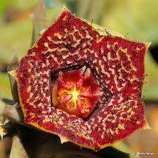 Image result for Orbea carnosa