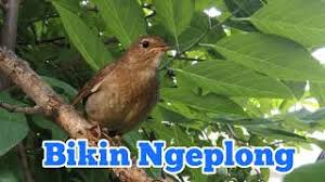 Asal anda tahu saja, burung common nightingale jantan memiliki nada yang sangat keras, bervariasi, serta aktif bernyanyi setiap jamnya, baik itu pagi, siang, dan malam. Flamboyan Si Guru Vokal Handal