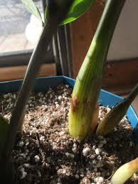 Zz plants are indoor plants. Ask A Question Forum Zz Plant Stem Rotting Garden Org