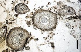 Image result for Hymenophyllum triangulare