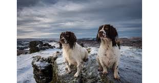 Image result for anglický špringršpaněl