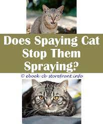 17 Indescribable Cat Spraying Cleanses Cat Spray Cats Male Cat Spraying