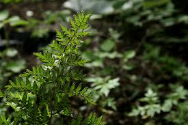 Image result for Cheilanthes viridis