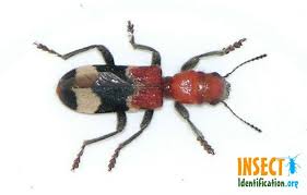 Black And Yellow Longhorn Beetle Checkered Beetle Bark Beetle Borer Beetle Insects